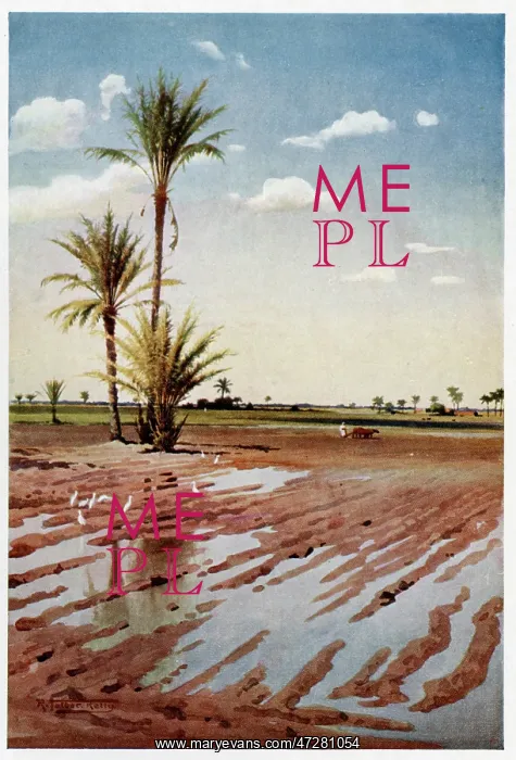  : IRRIGATED FIELD, EGYPT