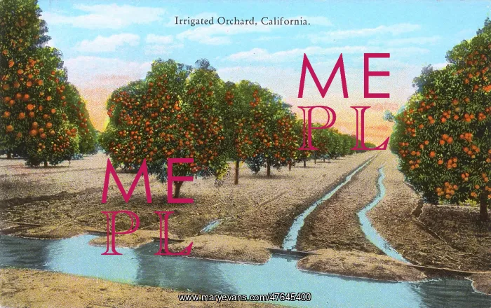  : Irrigated orchard, California, USA
