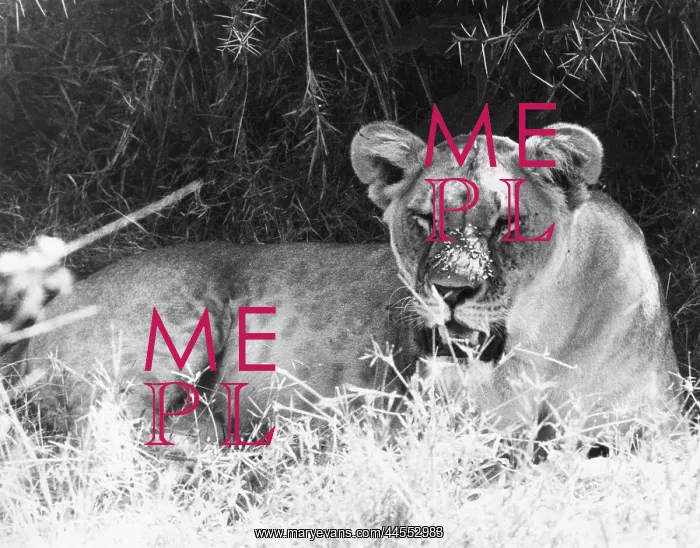  : IRRITABLE LIONESS