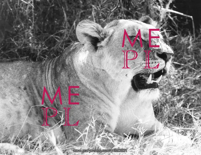  : IRRITABLE LIONESS