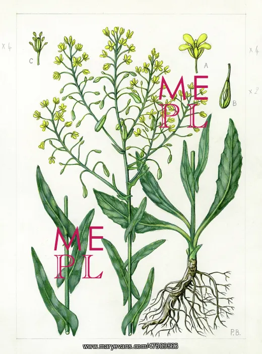 : Isatis tinctoria - woad : Isatis tinctoria - woad