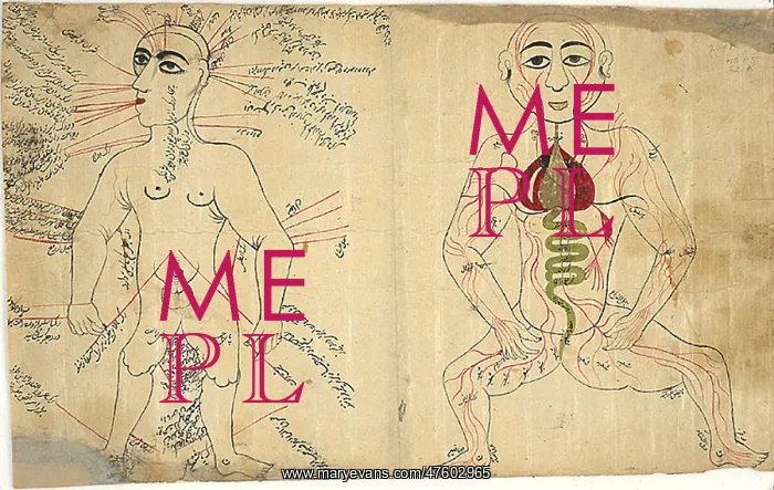 : Islamic Anatomical Drawings, 17th Century : Islamic Anatomical Drawings, 17th Century