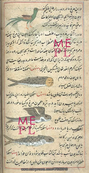 : Islamic Mythical Creatures, 17th Century : Islamic Mythical Creatures, 17th Century