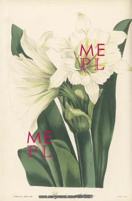: Ismene narcissiflora : Ismene narcissiflora
