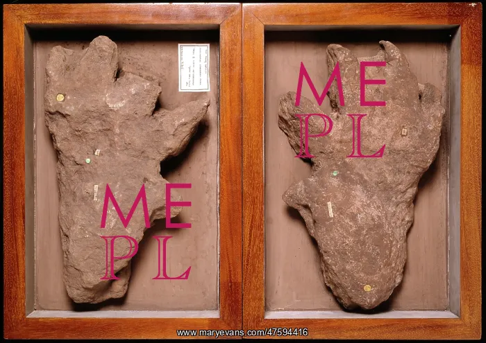 : Isochirotherium footprint : Isochirotherium footprint