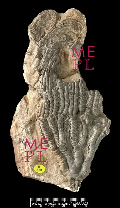 : Isocrinus robustus, a fossil crinoid : Isocrinus robustus, a fossil crinoid