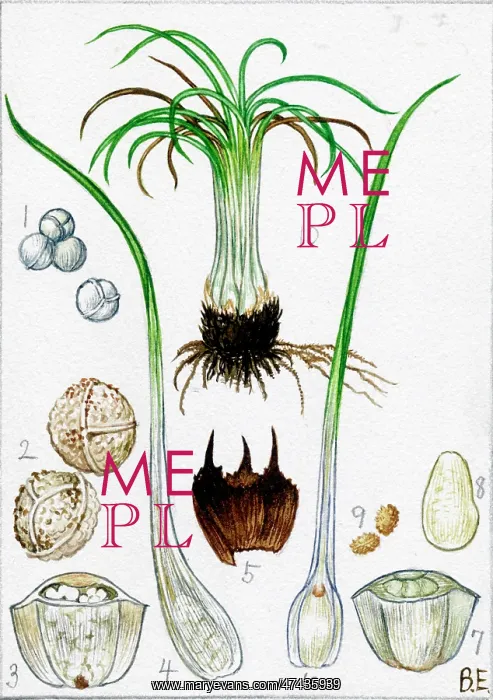 : Isoetes histrix