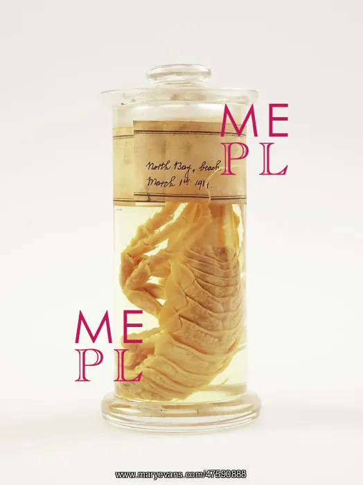 : Isopod, Glyptonotus antarcticus : Isopod, Glyptonotus antarcticus