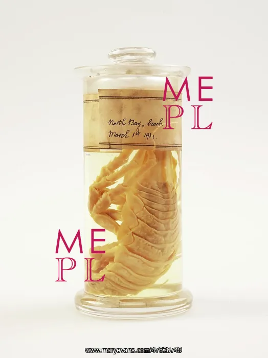 : Isopod, Glyptonotus antarcticus : Isopod, Glyptonotus antarcticus