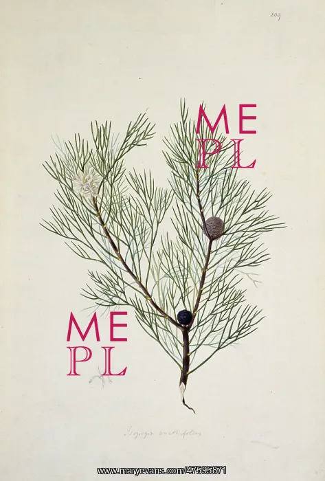 : Isopogon anethifolius, narrow leaf drumstick : Isopogon anethifolius, narrow leaf drumstick