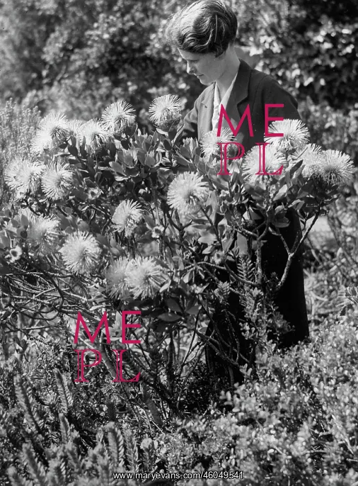 : Isopogon flower : Isopogon flower