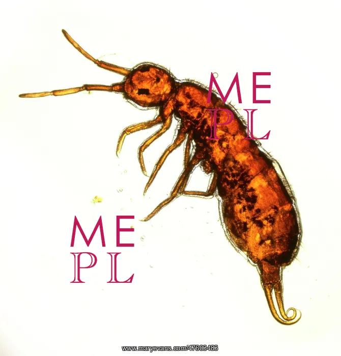 : Isotoma viridis, springtail : Isotoma viridis, springtail