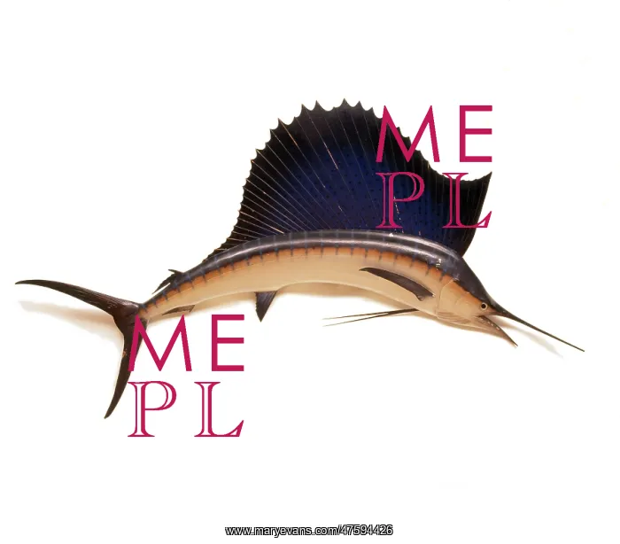 : Istiophorus platypterus, Sailfish : Istiophorus platypterus, Sailfish