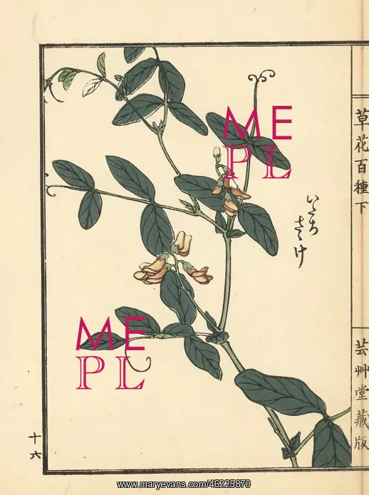 : Itachi sasage, Lathyrus davidii : Itachi sasage, Lathyrus davidii