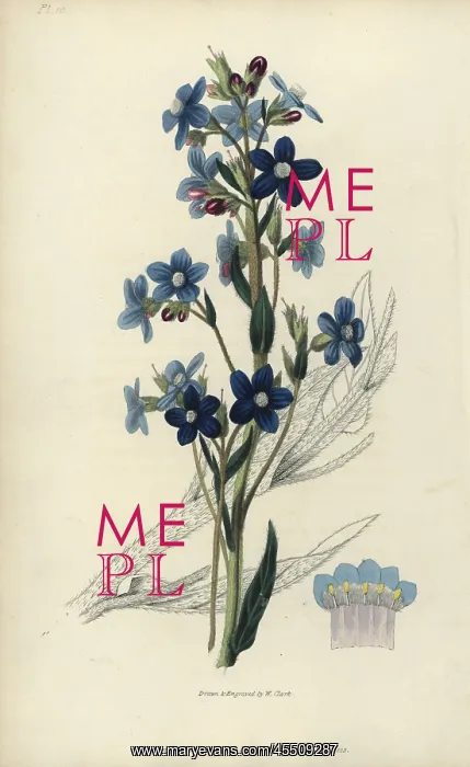 : Italian bugloss, Anchusa azurea : Italian bugloss, Anchusa azurea