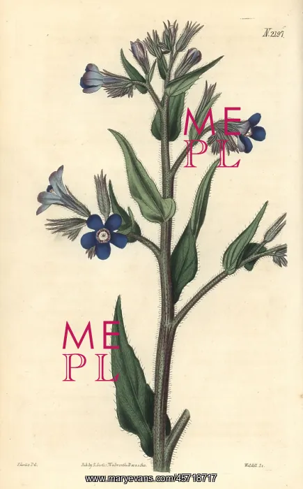 : Italian bugloss, Anchusa azurea : Italian bugloss, Anchusa azurea