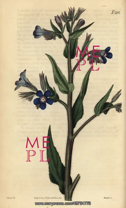 : Italian bugloss, Anchusa azurea : Italian bugloss, Anchusa azurea
