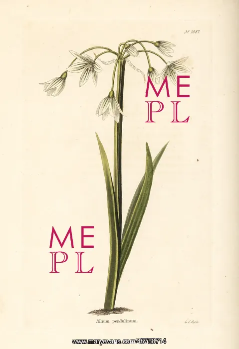 : Italian garlic, Allium pendulinum : Italian garlic, Allium pendulinum