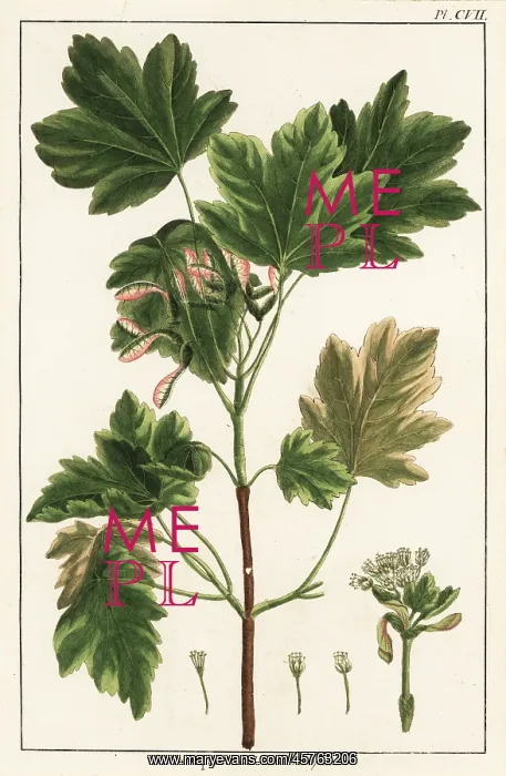 : Italian maple, Acer opalus : Italian maple, Acer opalus