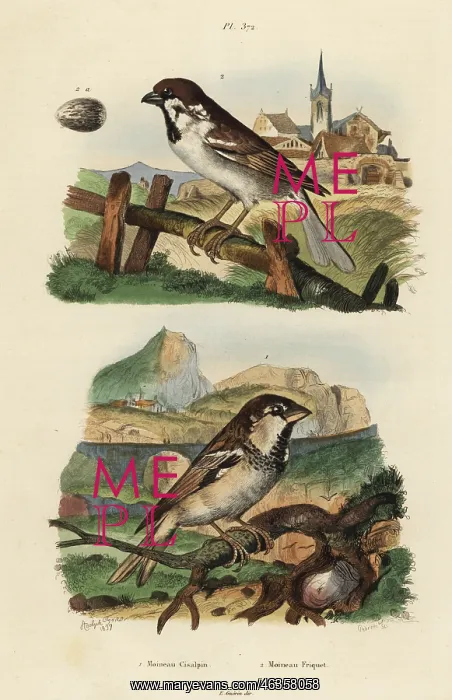  : Italian sparrow, Passer italiae, and Eurasian