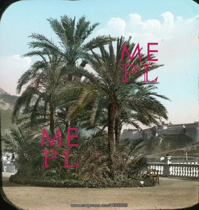 : Italy - Palm trees : Italy - Palm trees