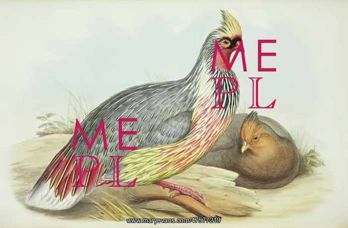 : Ithaginis cruentus, blood pheasant : Ithaginis cruentus, blood pheasant