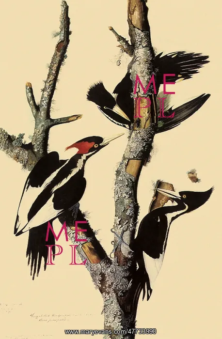 : Ivory-Billed Woodpecker