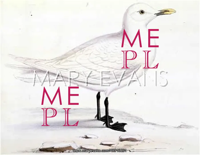  : IVORY GULL