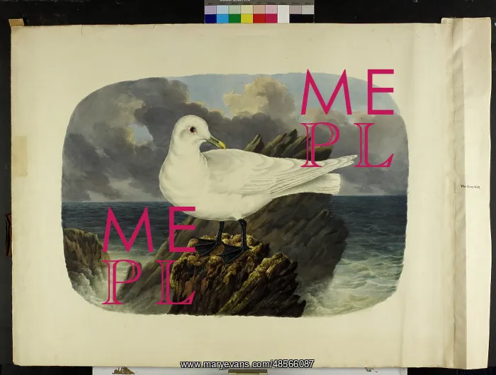 : The ivory gull Pagophila eburnea : The ivory gull Pagophila eburnea