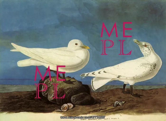  : Ivory Gulls