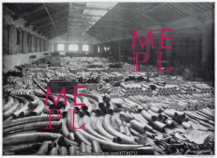 : Ivory held at London Docks 1896 : Ivory held at London Docks 1896