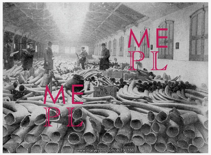 : Ivory held at London Docks 1911 : Ivory held at London Docks 1911