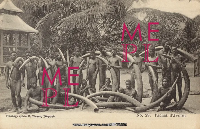 : Ivory - Vili Tribesmen - Elephant Hunters : Ivory - Vili Tribesmen - Elephant Hunters