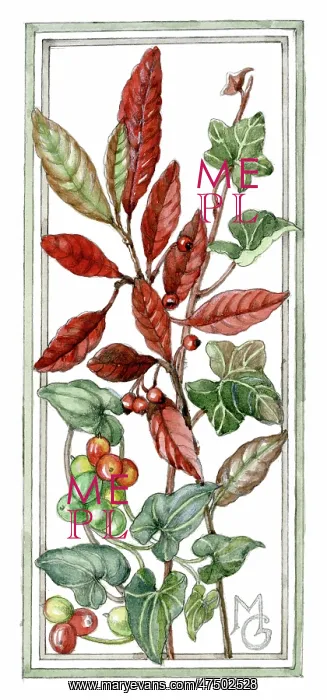  : Ivy and Bryony with berries