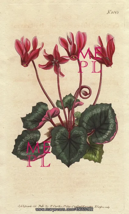 : Ivy-leaved cyclamen, Cyclamen repandum : Ivy-leaved cyclamen, Cyclamen repandum