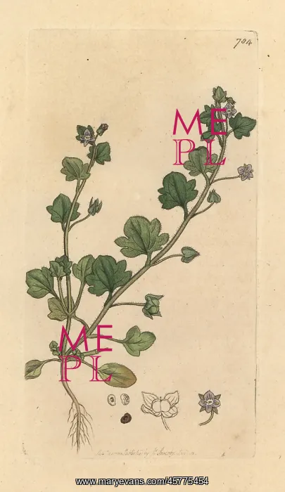 : Ivy-leaved speedwell, Veronica hederifolia : Ivy-leaved speedwell, Veronica hederifolia