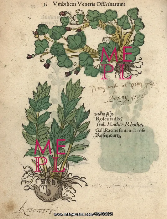 : Ivy-leaved toadflax, Cymbalaria muralis, and : Ivy-leaved toadflax, Cymbalaria muralis, and