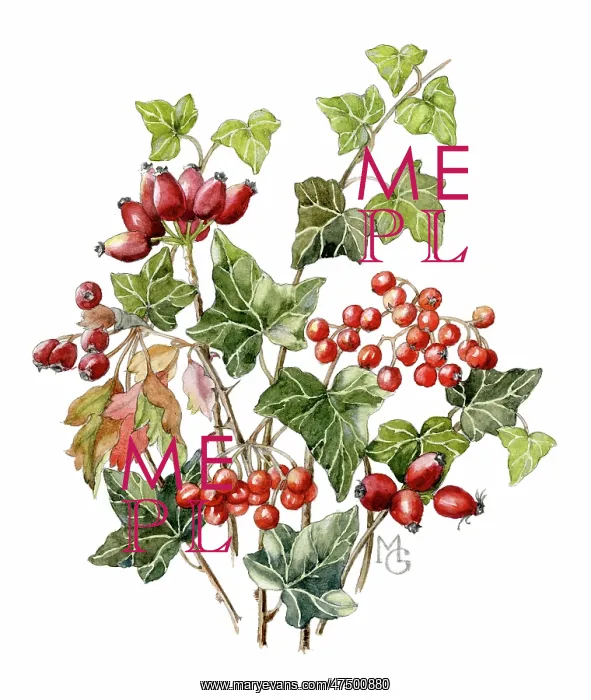 : Ivy leaves with red berries : Ivy leaves with red berries