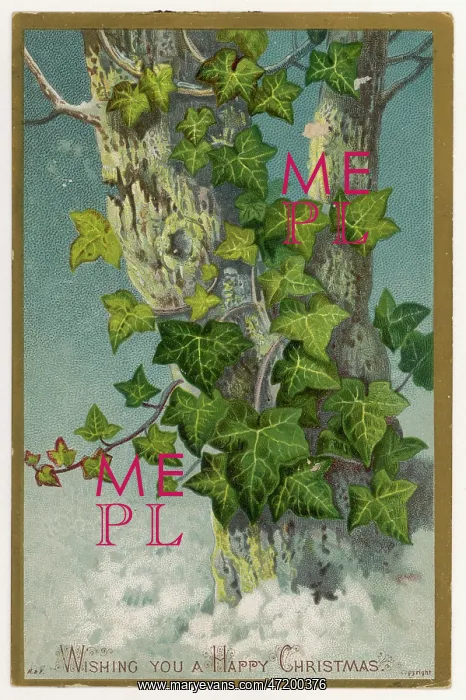  : IVY / TREE / GREETING CARD