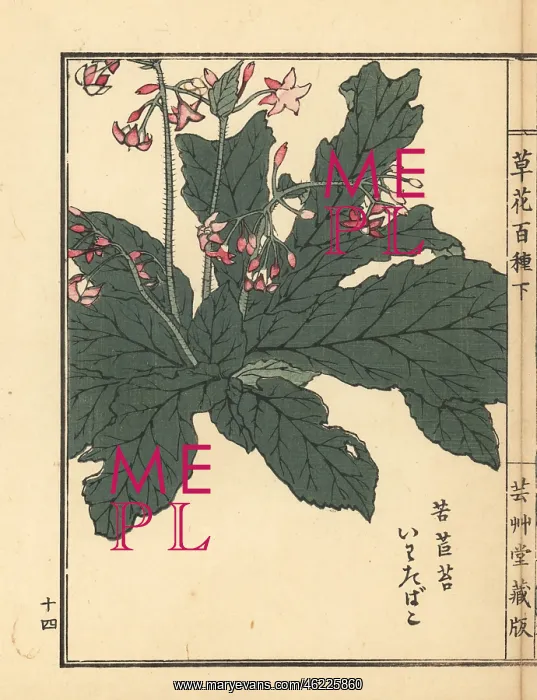 : Iwatabako, Conandron ramondioides : Iwatabako, Conandron ramondioides