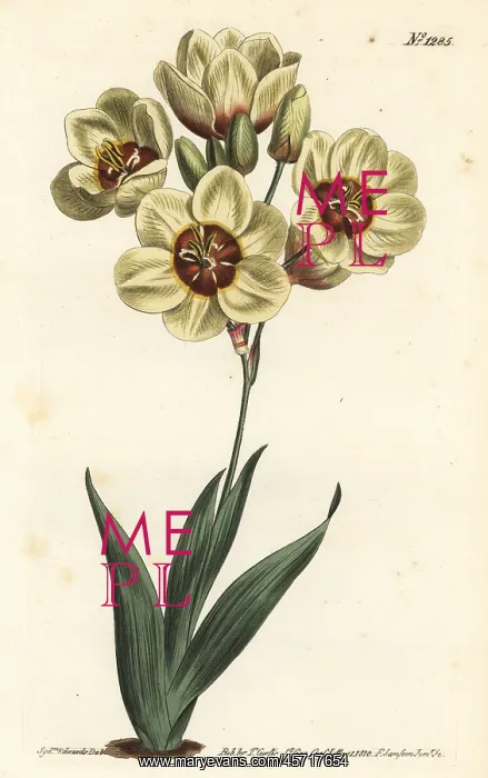 : Ixia abbreviata : Ixia abbreviata