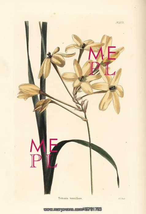 : Ixia paniculata : Ixia paniculata