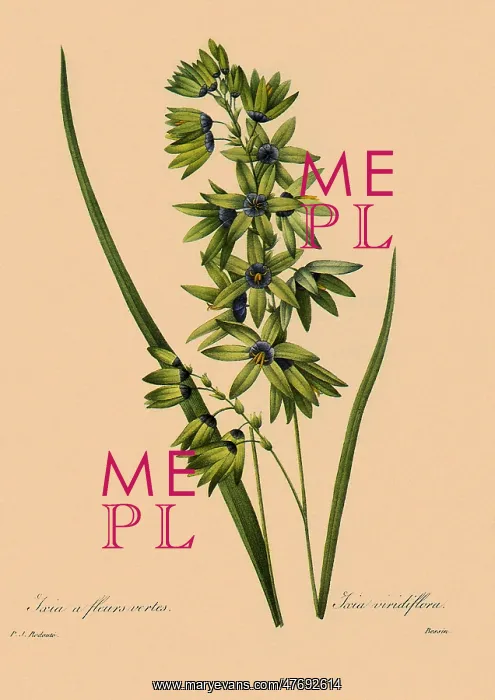 : Ixia viridiflora : Ixia viridiflora