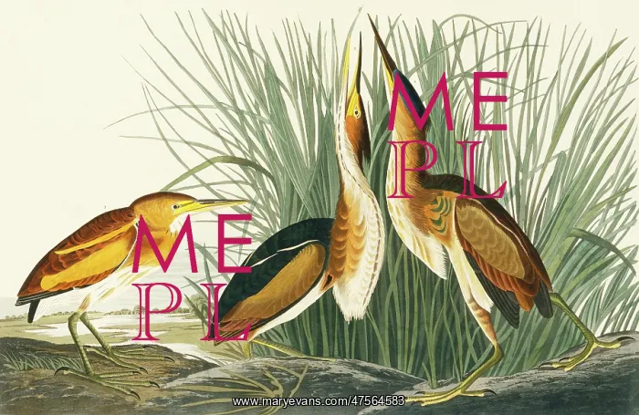: Ixobrychus exilis, least bittern : Ixobrychus exilis, least bittern