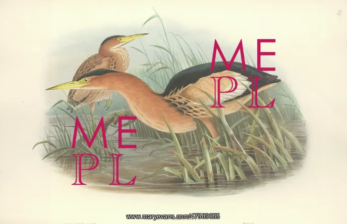 : Ixobrychus minutus, little bittern : Ixobrychus minutus, little bittern