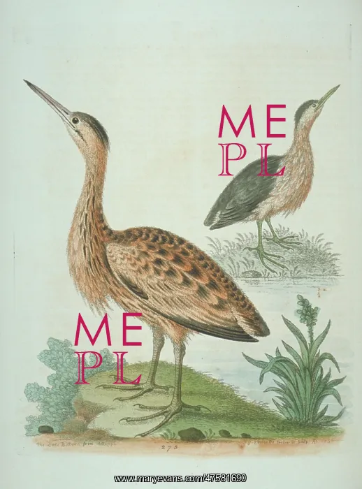 : Ixobrychus minututs, little bittern, Botaurus stellaris, Eur : Ixobrychus minututs, little bittern, Botaurus stellaris, Eur