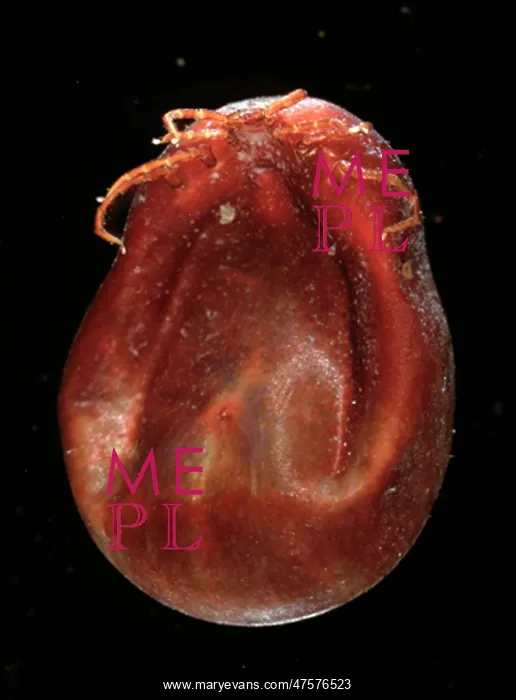 : Ixodes ricinus, sheep tick : Ixodes ricinus, sheep tick
