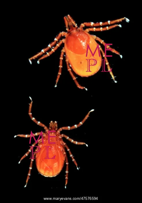 : Ixodes ricinus, sheep tick : Ixodes ricinus, sheep tick