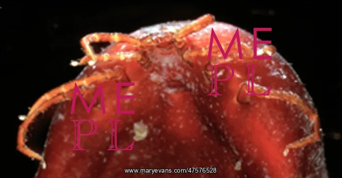 : Ixodes ricinus, tick : Ixodes ricinus, tick
