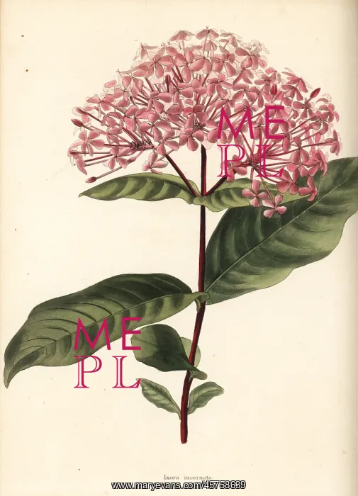  : Ixora chinensis